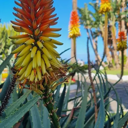 Tropical Leaves Tenerife * Los Realejos